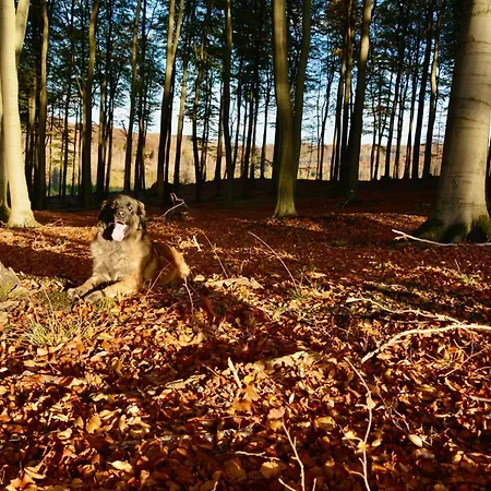 Altes Zollhaus Der Burg Hachen