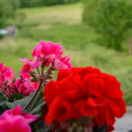 Altes Zollhaus Der Burg Hachen Holiday home Sundern