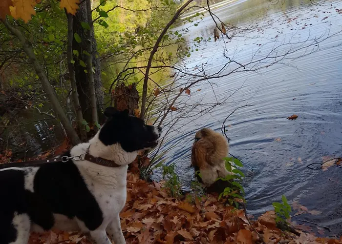 Altes Zollhaus Der Burg Hachen *