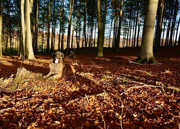 Altes Zollhaus Der Burg Hachen