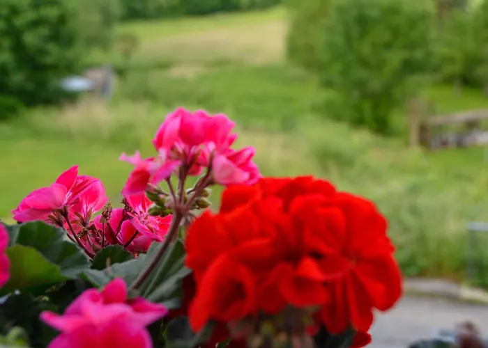 Altes Zollhaus Der Burg Hachen Hébergement de vacances Sundern